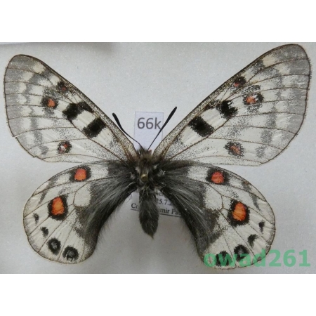 Parnassius cephalus cephalus (Grum-Grshimailo, 1891) male China66k